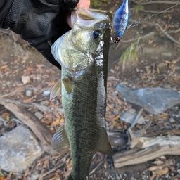 ラージマウスバス