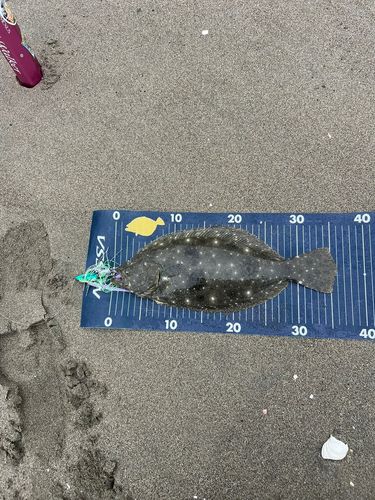 ヒラメの釣果