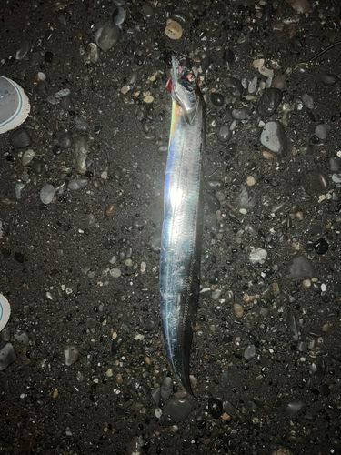 タチウオの釣果