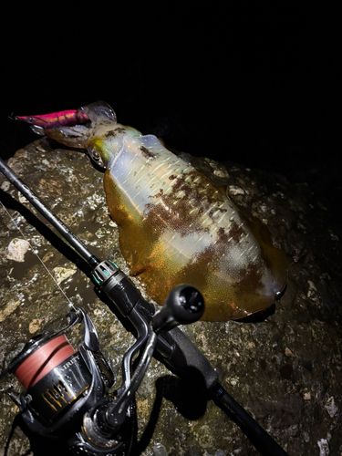 アオリイカの釣果
