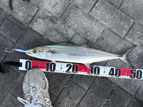 サゴシの釣果