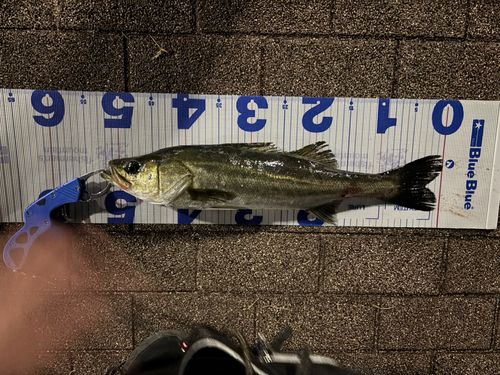 豊洲ぐるり公園