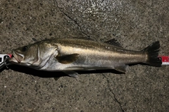 スズキの釣果