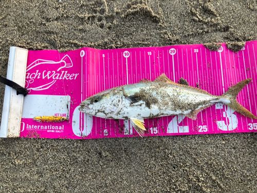 ワカシの釣果