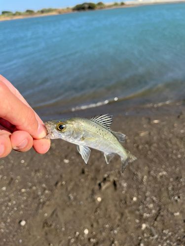 セイゴ（ヒラスズキ）の釣果