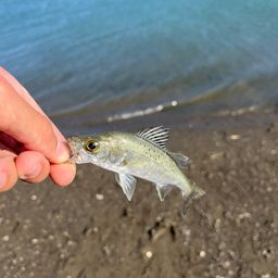 セイゴ（ヒラスズキ）