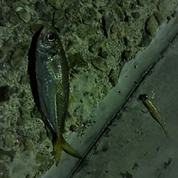 アジ