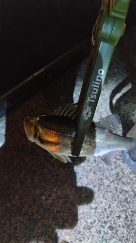 セイゴ（ヒラスズキ）の釣果