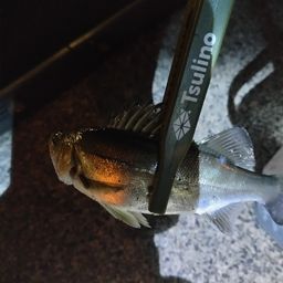 セイゴ（ヒラスズキ）