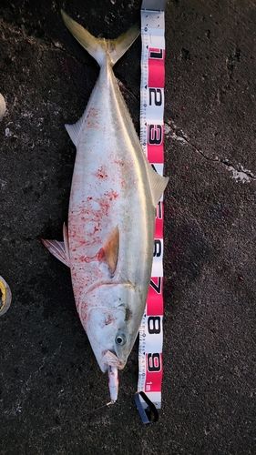 ブリの釣果
