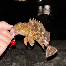 カサゴ