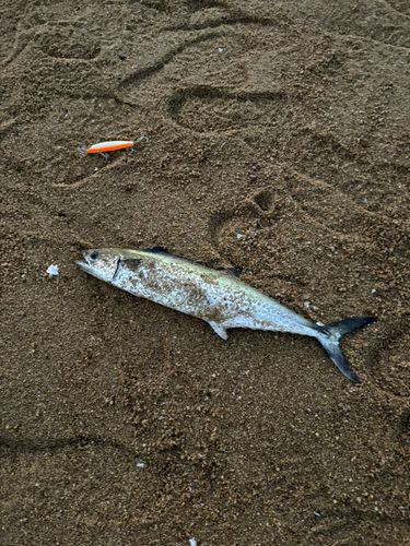 サゴシの釣果