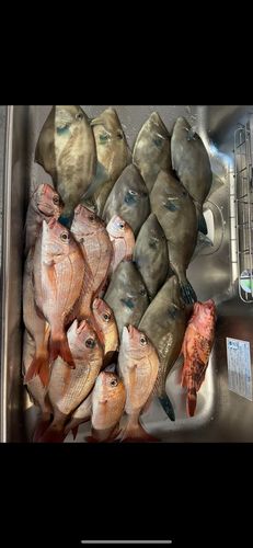 ウマヅラハギの釣果