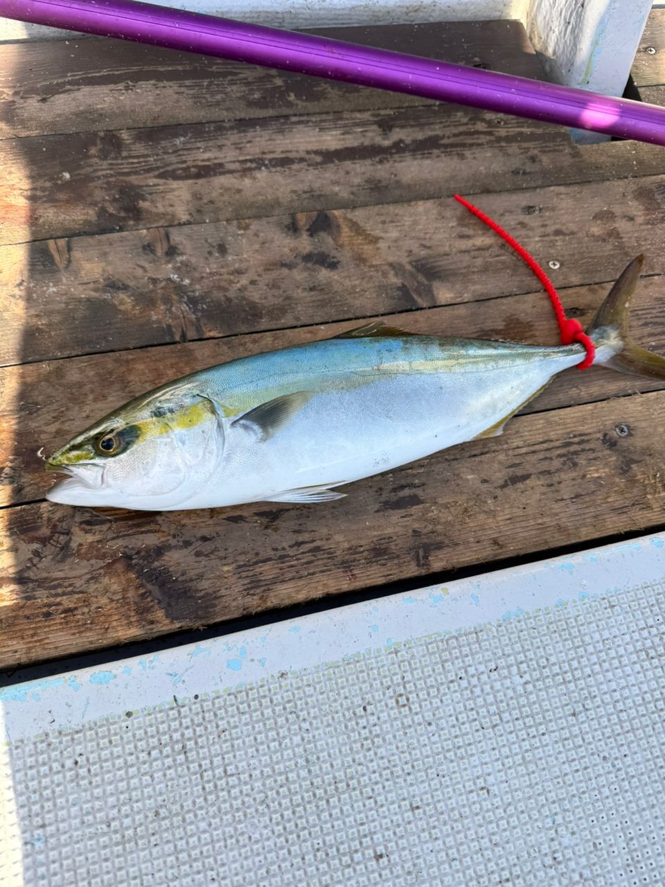 11心11さんの釣果 1枚目の画像