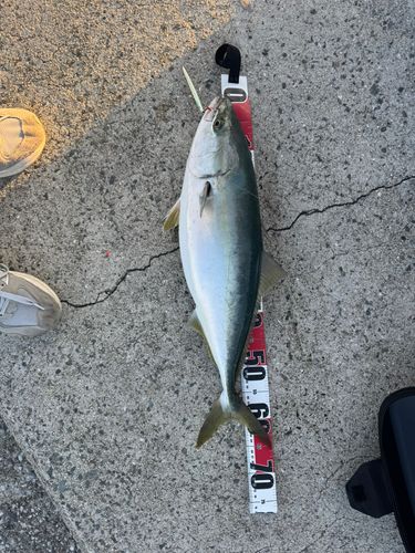 ハマチの釣果