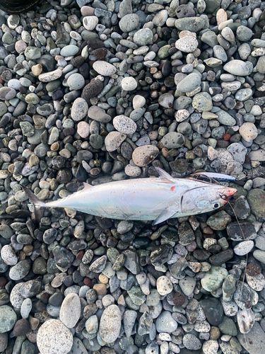 ソウダガツオの釣果