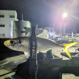 アジ