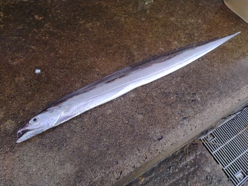 タチウオの釣果