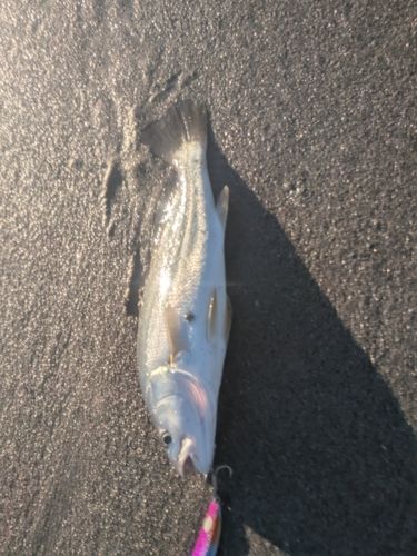 ニベの釣果