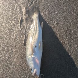 ニベ