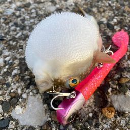 ショウサイフグ