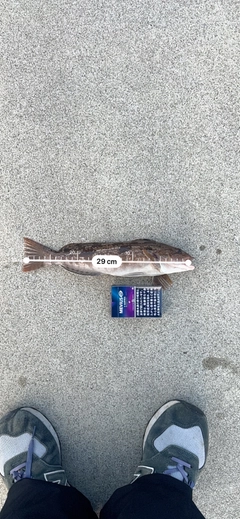 アイナメの釣果