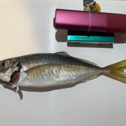 マアジ