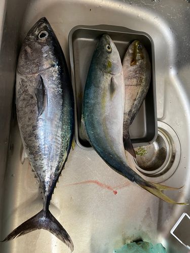 平戸沖