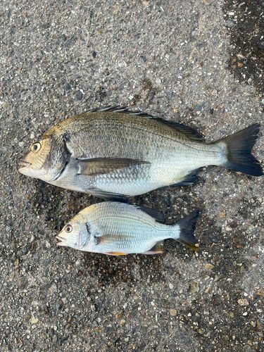 碧南海釣り公園
