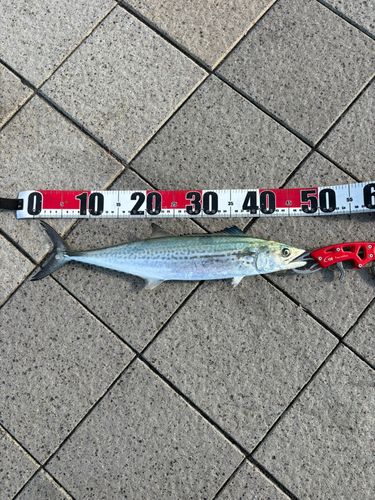 サゴシの釣果
