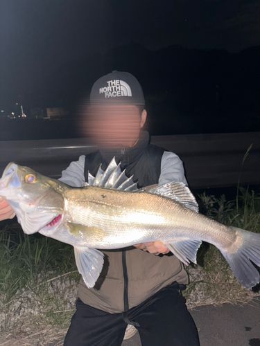 スズキの釣果