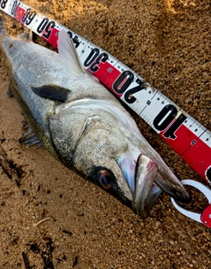 マルスズキの釣果