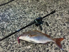タイの釣果