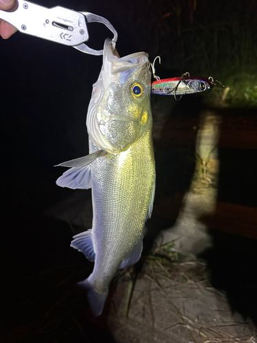 スズキの釣果
