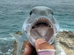 アオチビキの釣果