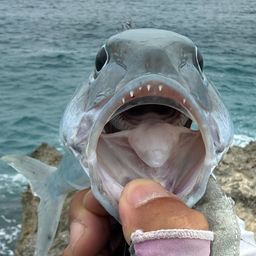 アオチビキ
