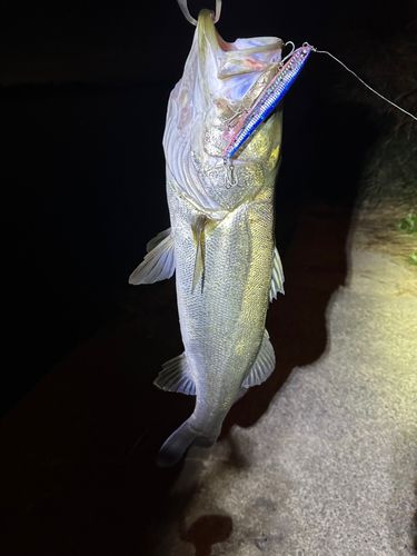 スズキの釣果