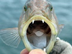 ヒトスジモチノウオの釣果