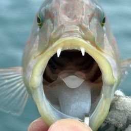 ヒトスジモチノウオ