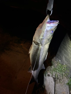 スズキの釣果