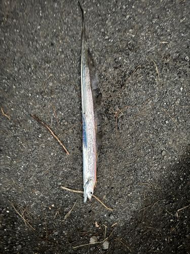タチウオの釣果