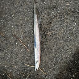 タチウオ