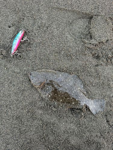 ソゲの釣果