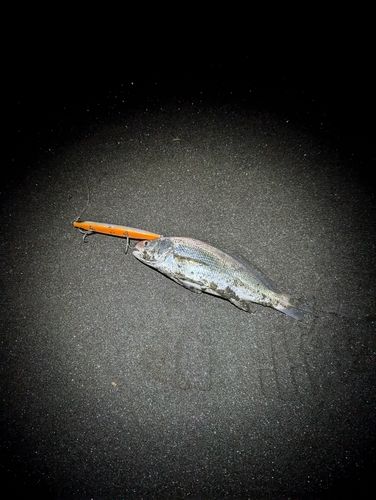 イシモチの釣果