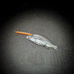 イシモチ
