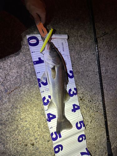 スズキの釣果