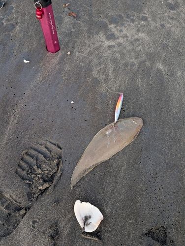 シタビラメの釣果