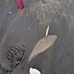 シタビラメ