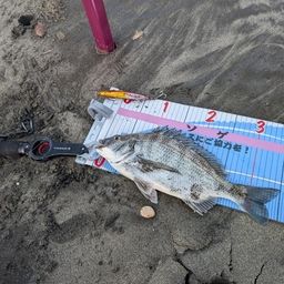 クロダイ