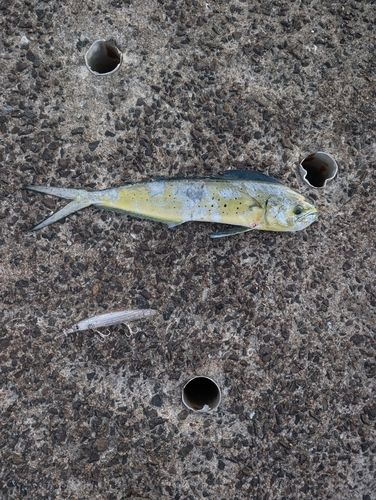 シイラの釣果